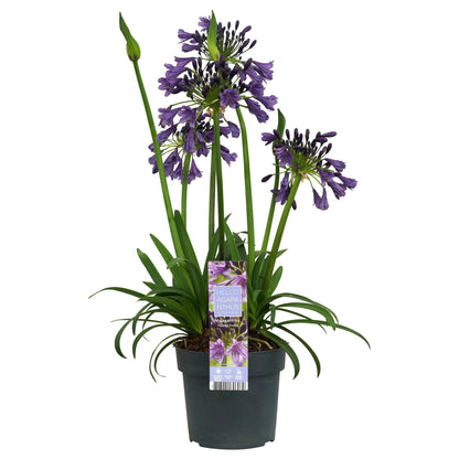 Schmuck-Lilie - Agapanthus 'Poppin Purple' - Ø19cm - ↕30cm