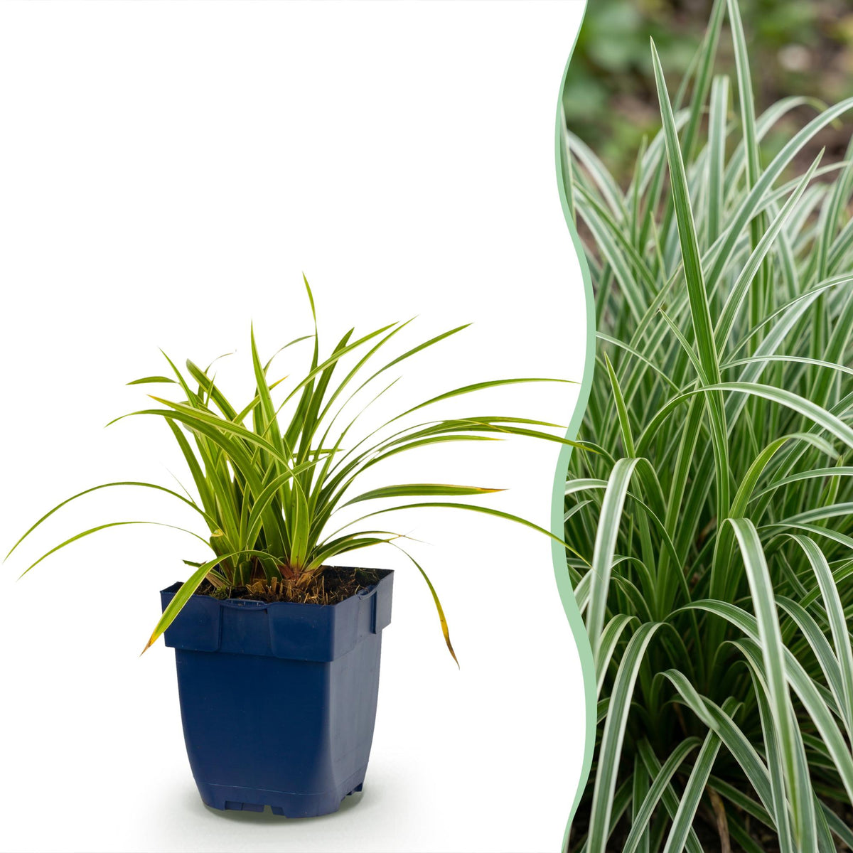 Segge 'Ice Dance' – Carex morrowii 'Ice Dance' – 6 Pflanzen – Topf Ø11cm – Staude für Garten & Balkon