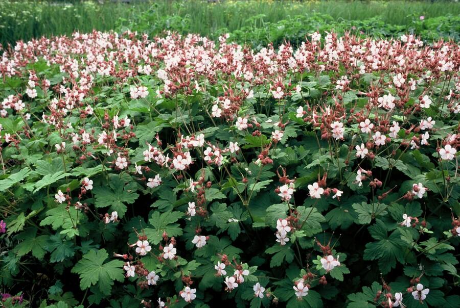 Felsen-Storchschnabel Geranium macrorrhizum 'Spessart' – Winterharter Bodendecker – 40 Pflanzen – Ø9 cm Töpfe – Höhe 10-25 cm – Weiße Blüten & grünes Laub – Ideal für Beete & Steingärten