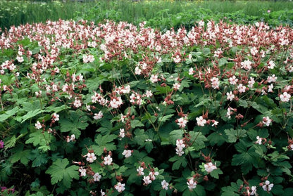 Felsen-Storchschnabel Geranium macrorrhizum 'Spessart' – Winterharter Bodendecker – 40 Pflanzen – Ø9 cm Töpfe – Höhe 10-25 cm – Weiße Blüten & grünes Laub – Ideal für Beete & Steingärten