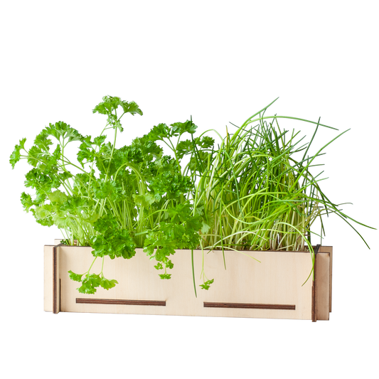 Kräuterpost – Petersilien- & Schnittlauchsamen mit Holz-Anzuchttablett – DIY-Kräutergarten für Fensterbank – Geschenkidee Briefkasten 