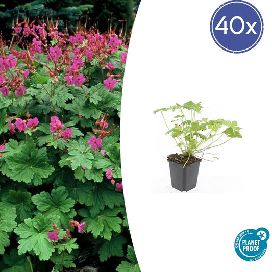Storchschnabel Geranium macr. 'Czakor' – ↕10-25cm – Ø9cm – 40 Pflanzen – Tiefrosa Blüten – Robuster Bodendecker – Pflegeleicht
