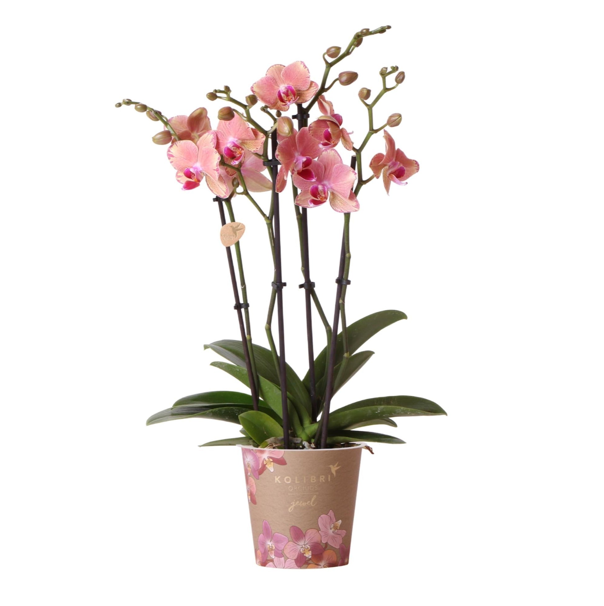Phalaenopsis Orchidee „Jewel Pirate Picotee“ – Orange-Rosa – Ø12cm – Blühfreudige Zimmerpflanze mit Farbverlauf – Pflegeleicht – Für helle Standorte – Direkt aus der Gärtnerei 