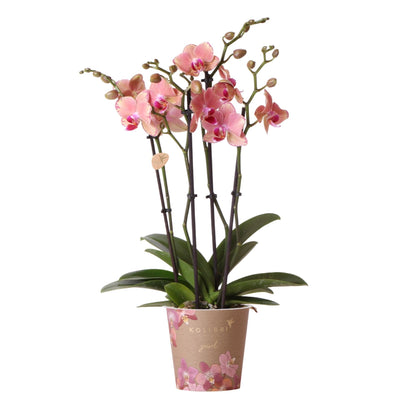 Phalaenopsis Orchidee „Jewel Pirate Picotee“ – Orange-Rosa – Ø12cm – Blühfreudige Zimmerpflanze mit Farbverlauf – Pflegeleicht – Für helle Standorte – Direkt aus der Gärtnerei 