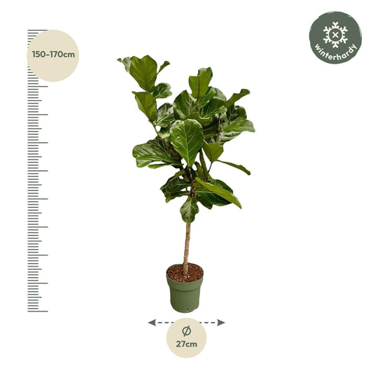 Ficus Lyrata stam - 150 cm - Ø27 