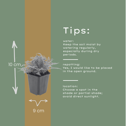Dryopteris filix-mas – 24 Pflanzen Männerfarn Wurmfarn – 10-25cm – Ø9cm – Winterharter Gartenfarn für Schatten & Halbschatten – Zierfarn für Beet & Unterpflanzung