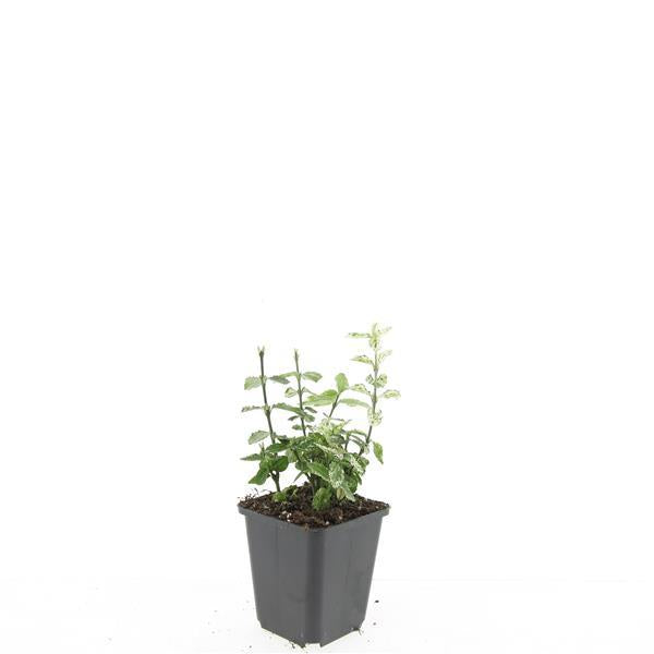 Euonymus fortunei 'Harlequin' – Buntlaubiger Bodendecker – 24 Pflanzen – Ø9cm – ↕10–25cm – Immergrün & winterhart 