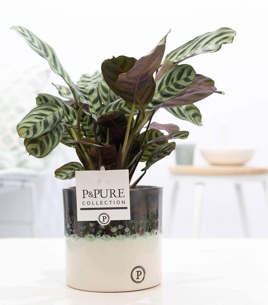 Ctenanthe Burle Marxii In Illusion Cer. - Ø12cm - ↕25cm 