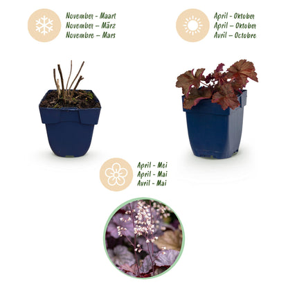 Purpurglöckchen 'Palace Purple' – Heuchera micrantha 'Palace Purple' – 6 Pflanzen – Topf Ø11cm – Bienenfreundliche Staude für Garten & Balkon