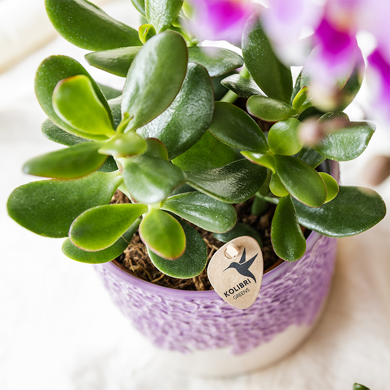 Kolibri Company | Bloom Purple Pflanzenset | Violette Vienna Orchidee + Grünpflanzen inkl. Übertöpfe 