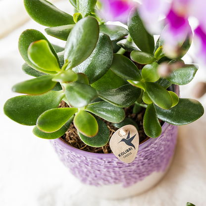 Kolibri Company | Bloom Purple Pflanzenset | Violette Vienna Orchidee + Grünpflanzen inkl. Übertöpfe 