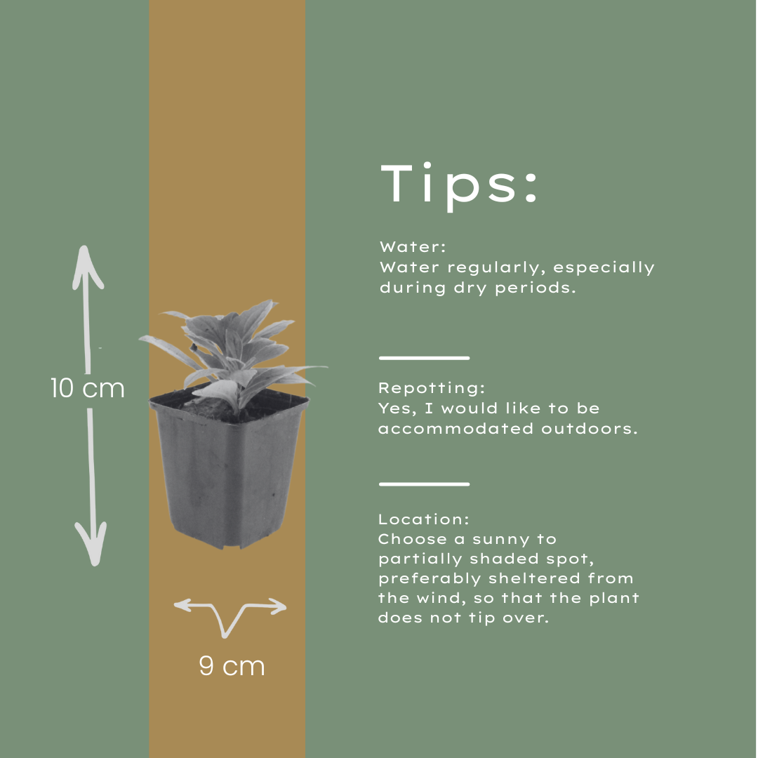 Aster frikartii Mönch – 6 Pflanzen Sommeraster – 10-25cm – Ø9cm – Langblühende Staude für sonnige Beete – Bienenfreundliche Gartenpflanze – Herbstblüher im Topf