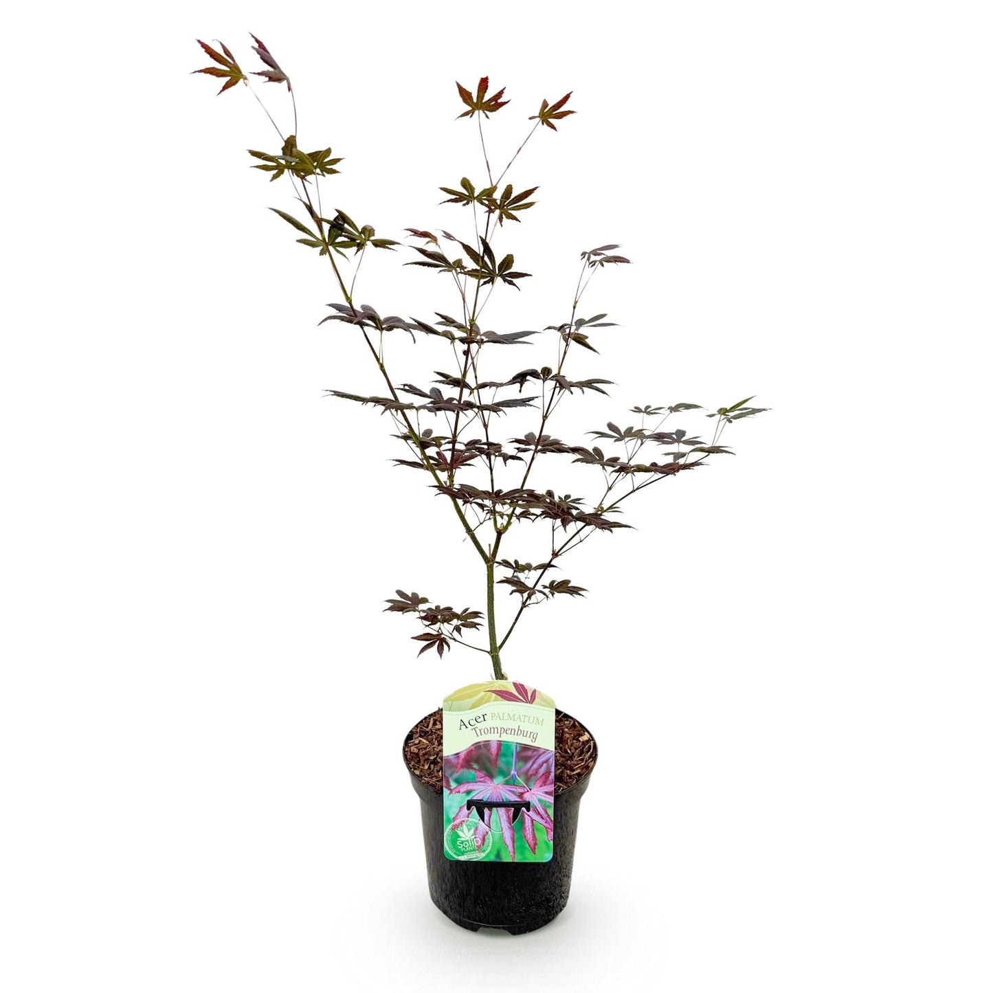 Japanischer Ahorn Acer palmatum 'Trompenburg' – Dunkel Lila – Balkon- & Gartenpflanze – Ø19 cm – Ca. 70 cm hoch – Edler Fächerahorn mit faszinierendem Farbwechsel 