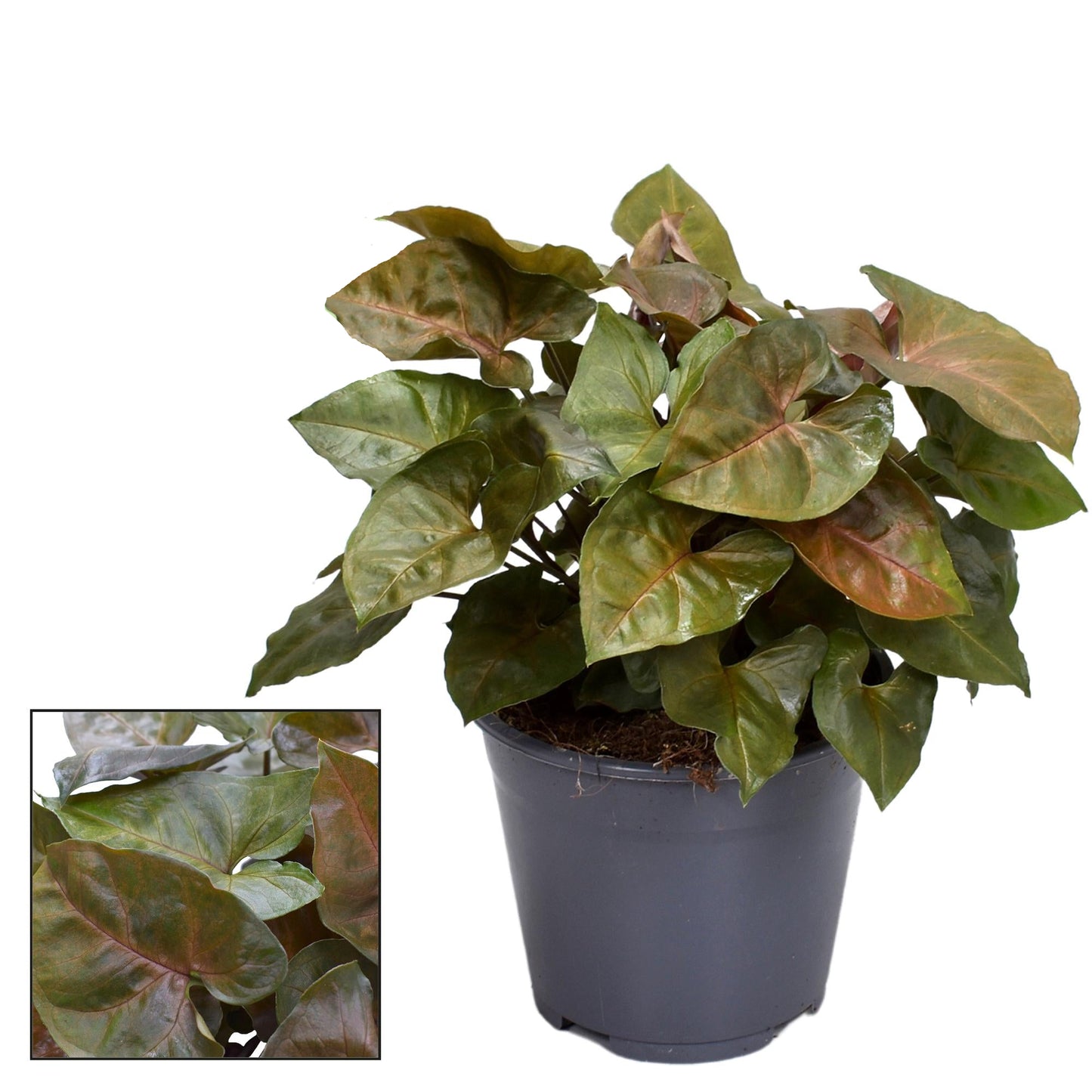 Syngonium Maria Feel Green - Ø14cm - ↕25cm 