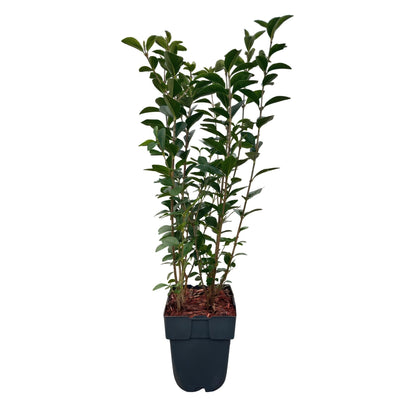 Ovalblättriger Liguster Ligustrum ovalifolium – Immergrün – Heckenpflanze – Blatt Grün – 6 Pflanzen – 1 m laufend – Pflegeleicht – 17cm Höhe 55cm 