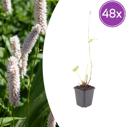 Persicaria bistorta Superba – 48 Pflanzen Ø9cm – Höhe 10-25cm – Rosa Blütenstaude für feuchte Beete & Teichrand – Bienenfreundlich winterhart – Flächenbepflanzung