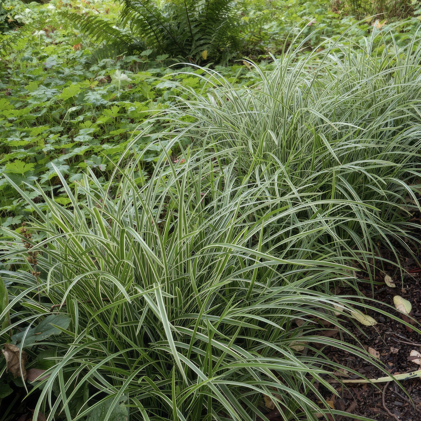Weißrandige Segge Carex morrowii 'Ice Dance' – ↕10-25cm – Ø9cm – 60 Pflanzen – Immergrüner Bodendecker – Pflegeleicht – Sonne & Schatten – Für Beete & Gartenflächen