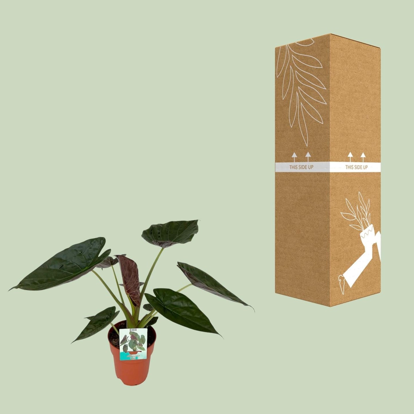 Alocasia Wentii – Riesen-Elefantenohr – Zimmerpflanze – Ø19 cm – ca. 85 cm hoch – Tropische Dschungelpflanze mit großen herzförmigen Blättern – Luftreinigend & dekorativ 