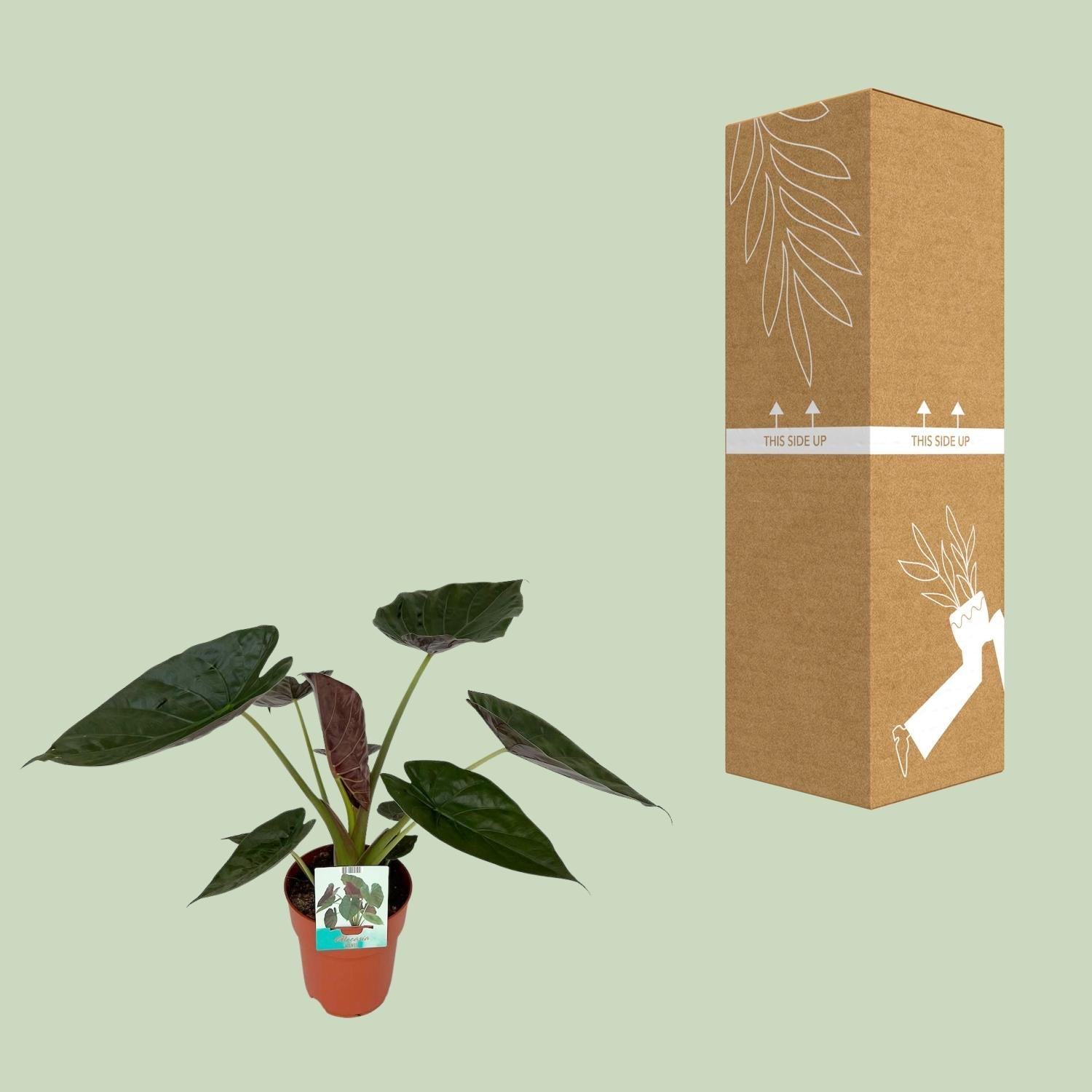 Alocasia Wentii – Riesen-Elefantenohr – Zimmerpflanze – Ø19 cm – ca. 85 cm hoch – Tropische Dschungelpflanze mit großen herzförmigen Blättern – Luftreinigend & dekorativ 