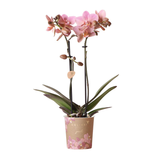 Kolibri Orchids | altrosa Phalaenopsis-Orchidee - Jewel Treviso - Topfgröße Ø9cm | blühende Zimmerpflanze - frisch vom Züchter 