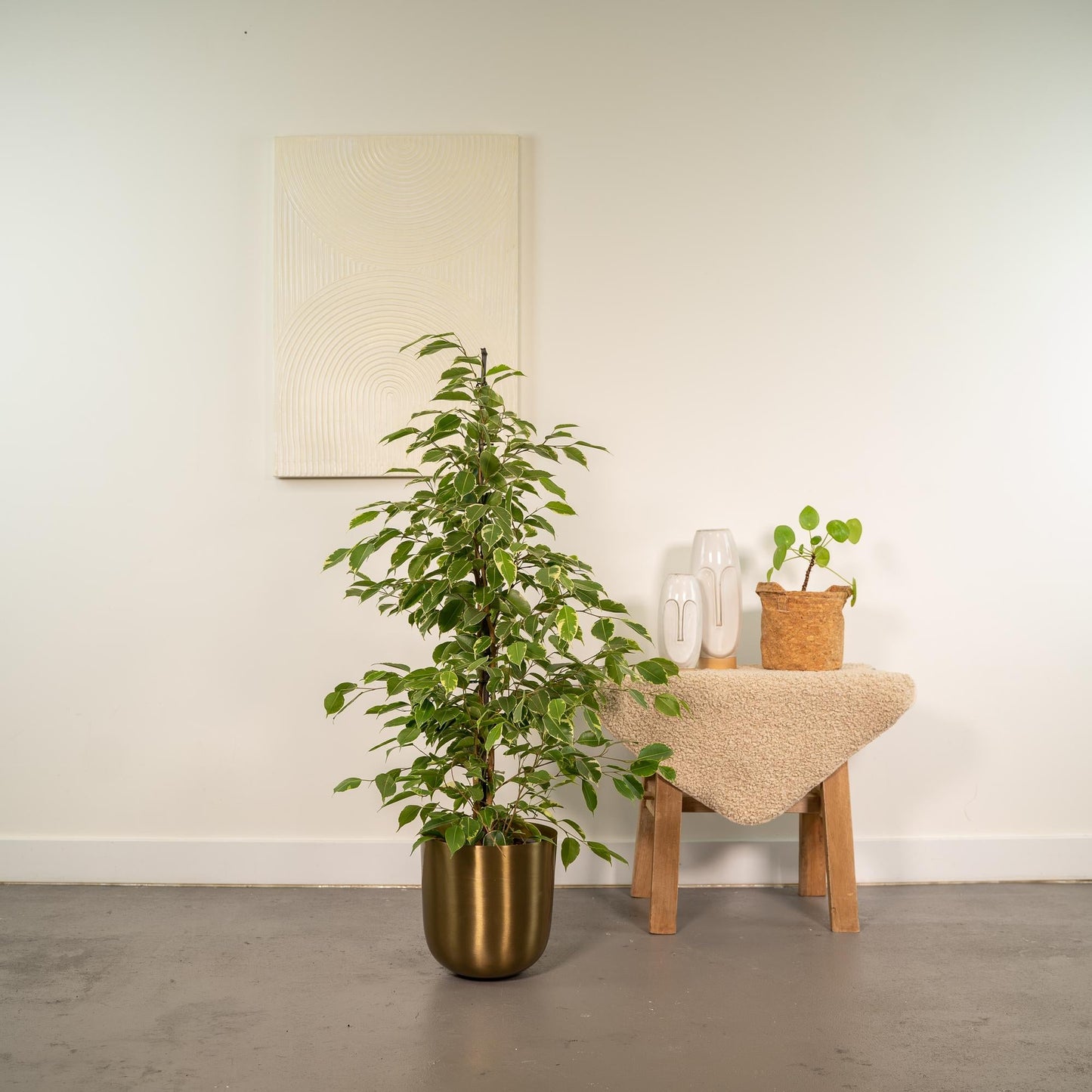 Ficus benjamina Goldenking - Ø21cm - ↕95cm + Topf Mayk Gold 