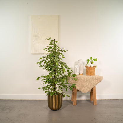 Ficus benjamina Goldenking - Ø21cm - ↕95cm + Topf Mayk Gold 
