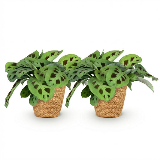 Green boutiQ - Zimmerpflanze - Maranta Fascinator Kerchoveana - Zebrapflanze - Haustierfreundliche Pflanze - Grün - 2 Pflanzen - mit Korb - Topf 12cm - Höhe 25cm 