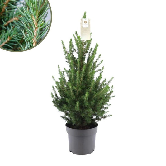 Kleine Weihnachtsbaum - Picea gl. Conica 'December' Ø19 