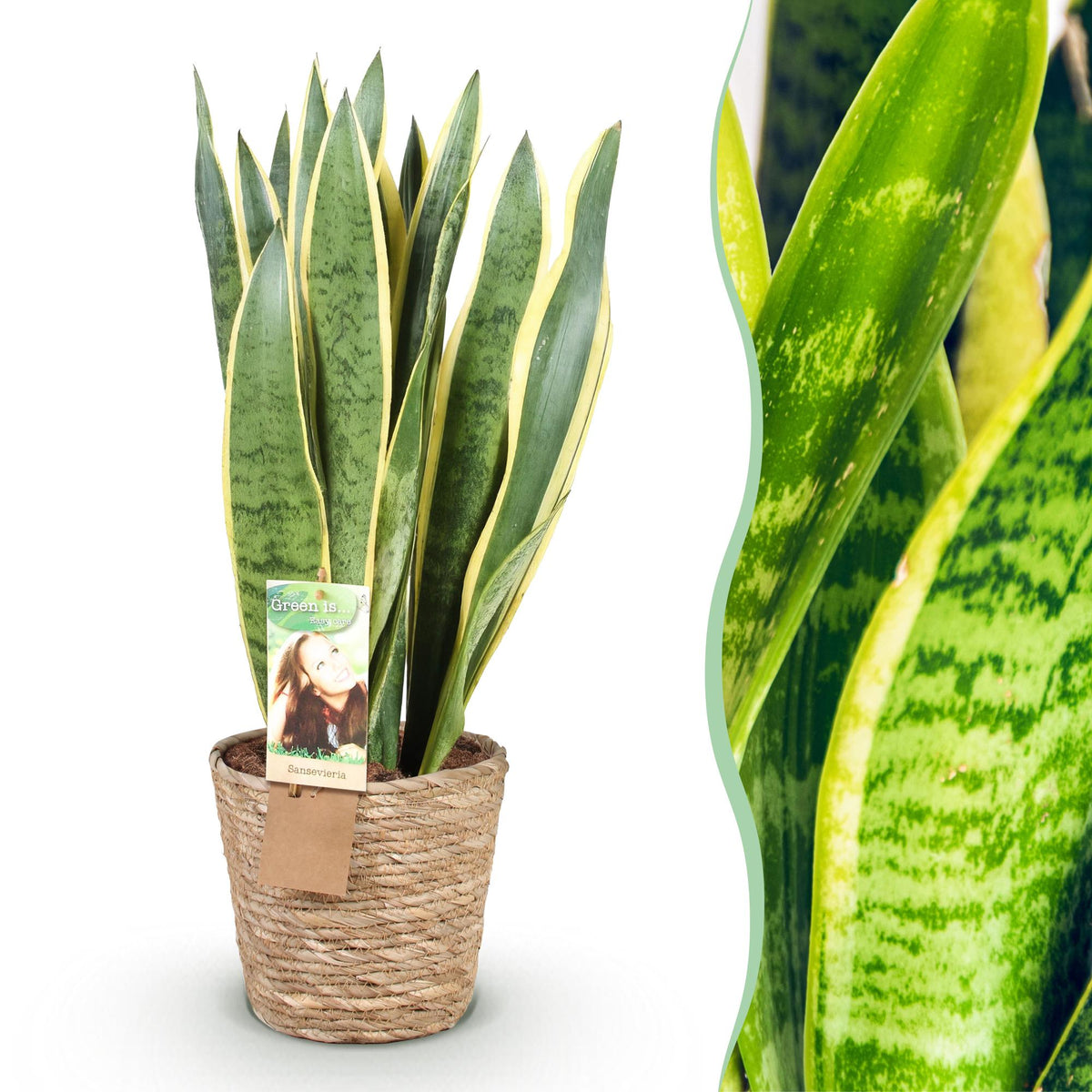 Green boutiQ - Zimmerpflanzen - Sansevieria Laurentii- Schwiegermutterzunge - Pflegeleicht - mit Korb - Grün - Gelb - 1 Pflanze - Topf 21cm - Höhe 70-80cm 