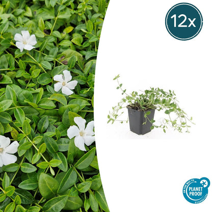 Kleines Immergrün - Vinca minor 'Gertrude Jekyll' - ↕10-25cm - Ø9cm - 12 Stück