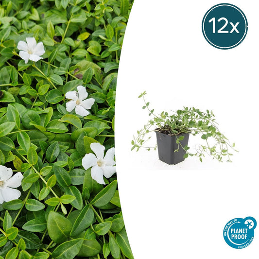 Kleines Immergrün Vinca minor 'Gertrude Jekyll' – ↕10-25cm – Ø9cm – 12 Pflanzen – Strahlend weiße Blüten – Immergrün & pflegeleicht – Schattentauglicher Bodendecker