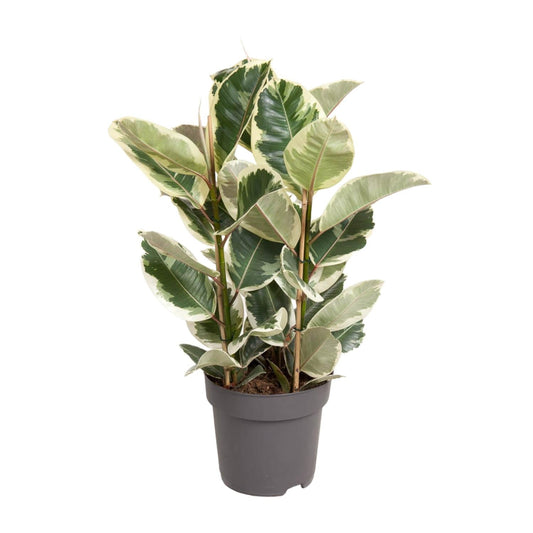 Ficus Elastica Tineke – 100 cm hoch – Ø27 cm Topf – Bunte Gummibaum-Zimmerpflanze – Luftreinigend & pflegeleicht – Tropische Deko für Wohn- und Büroräume 