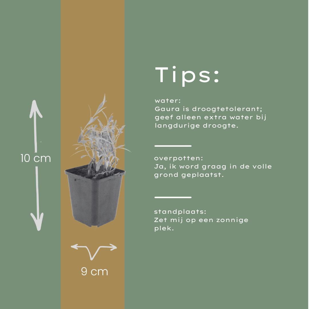 Gaura lindheimeri Prachtkerze – 60 Pflanzen – Ø9cm – Höhe 10-25cm – Pflegeleichte Staude – Lange Blütezeit – Für Beet, Präriegarten & Kübel