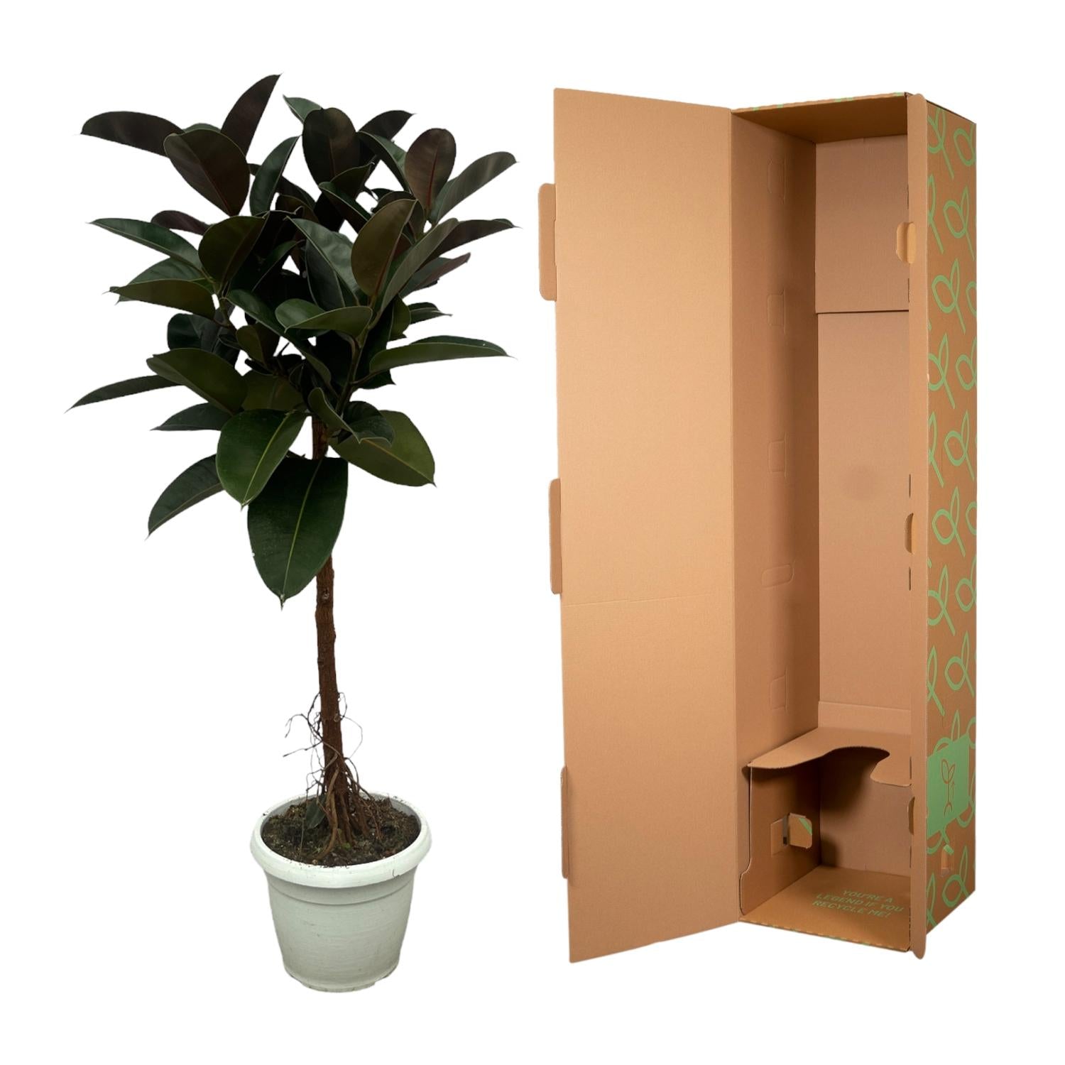Gummibaum Ficus Elastica Robusta Stamm – Zimmerpflanze 140cm hoch – Ø27cm – Üppige, glänzende Blätter – Pflegeleicht & dekorativ 