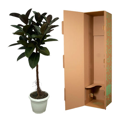 Gummibaum Ficus Elastica Robusta Stamm – Zimmerpflanze 140cm hoch – Ø27cm – Üppige, glänzende Blätter – Pflegeleicht & dekorativ 