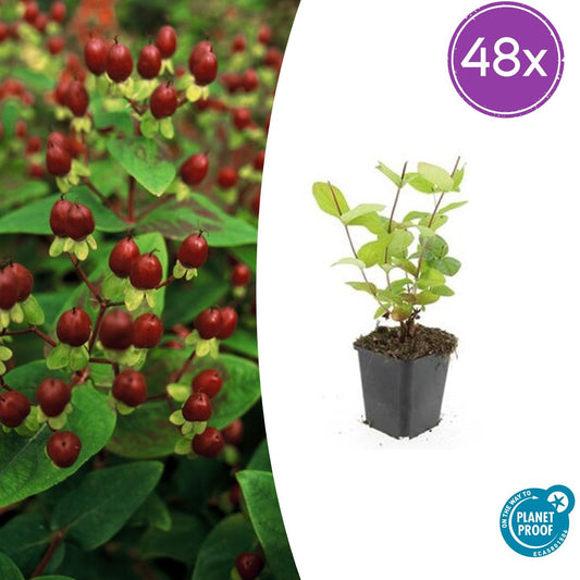 Hypericum inodorum 'Beauty' – 48 Pflanzen – ↕10-25 cm – Ø9 cm – Winterharter Zierstrauch – Gelbe Blüten – Bienenfreundlich – Pflegeleicht 