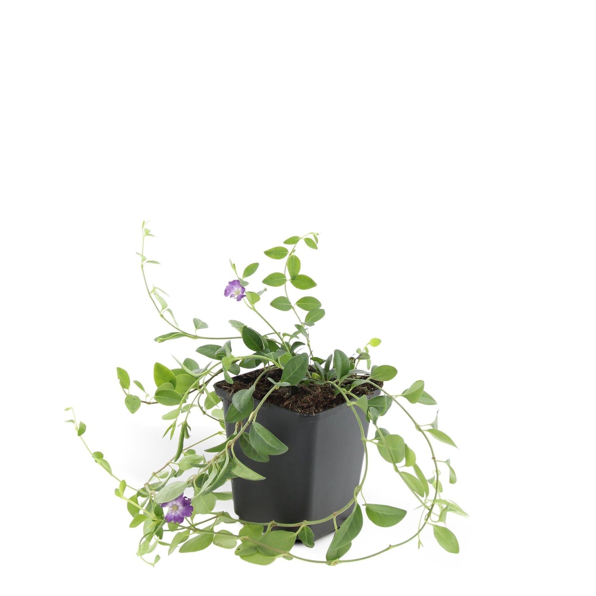 Vinca minor 'Atropurpurea' – 48 Pflanzen – ↕10-25cm – Ø9cm – Bodendecker – Lila Blüten – Sonnig & Schattig – Pflegeleicht & Winterhart 