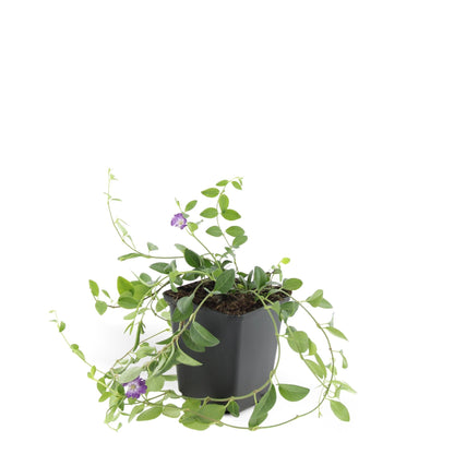 Vinca minor 'Atropurpurea' – 48 Pflanzen – ↕10-25cm – Ø9cm – Bodendecker – Lila Blüten – Sonnig & Schattig – Pflegeleicht & Winterhart 
