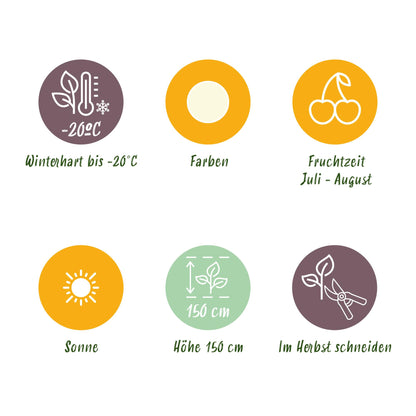 GreenboutiQ - Obstpflanzen - Weiße Johannisbeere - Ribes rubrum Weiße Holländer - Winterhart - 6 Pflanzen - Topf 9 cm - Weiße Johannisbeere 