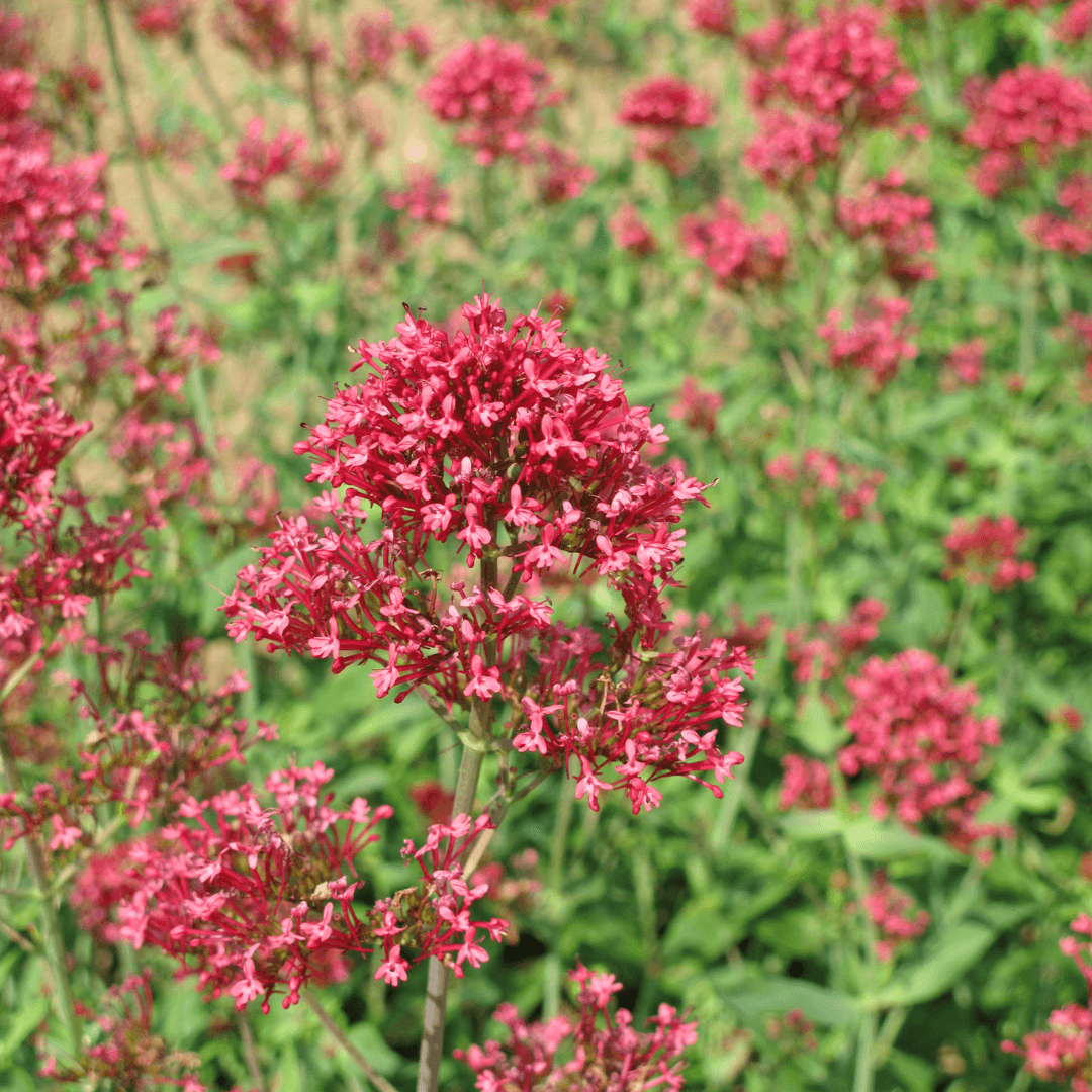 Centranthus ruber Coccineus – 6 Pflanzen – Rote Spornblume – 10-25cm – Ø9cm – Winterharte Staude für sonnige Standorte – Bienenfreundliche Gartenpflanze – Blühstauden im Topf