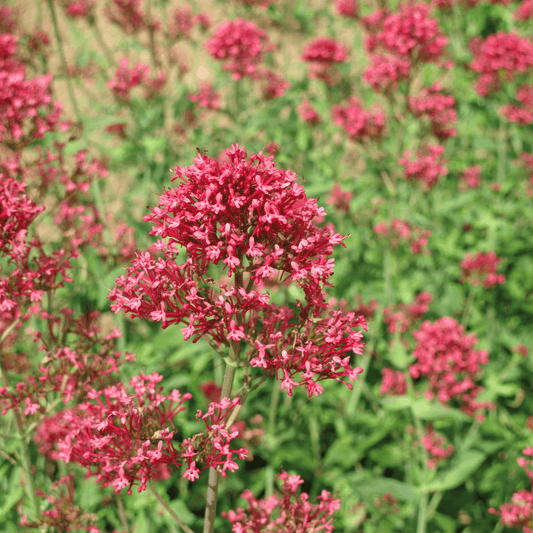 Centranthus ruber Coccineus – 6 Pflanzen – Rote Spornblume – 10-25cm – Ø9cm – Winterharte Staude für sonnige Standorte – Bienenfreundliche Gartenpflanze – Blühstauden im Topf