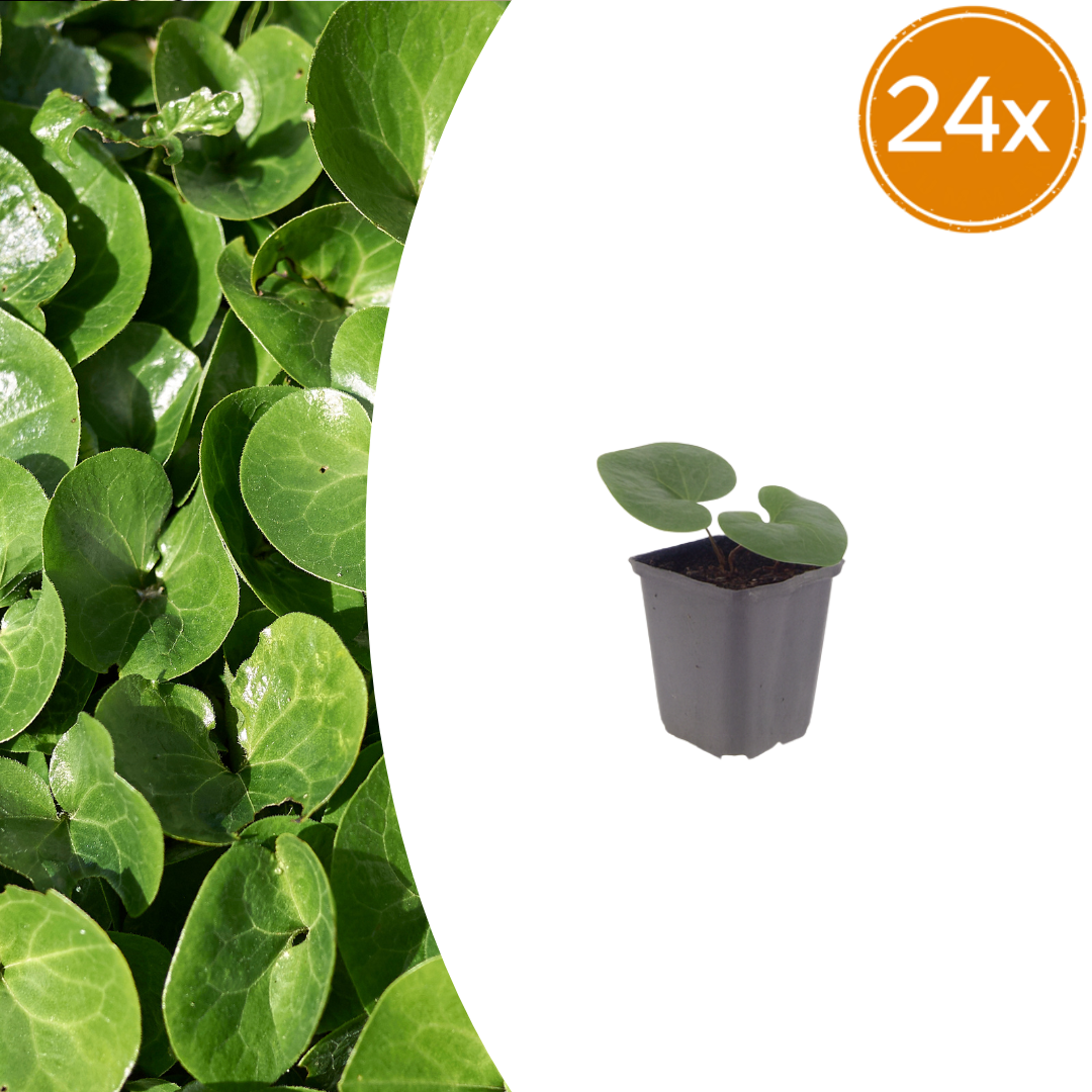 Asarum europaeum – 24 Pflanzen Haselwurz – 10-25cm – Ø9cm – Immergrüne Bodendecker Staude für Schatten – Winterharte Gartenpflanze für Unterpflanzung - Oasis of Life