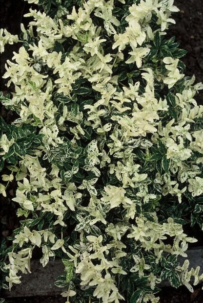 Kriechspindel – Euonymus fortunei 'Harlequin' – ↕10-25 cm – Ø9 cm – 60 Pflanzen – Buntlaubiger Bodendecker – Winterhart & pflegeleicht – Sonne & Schatten
