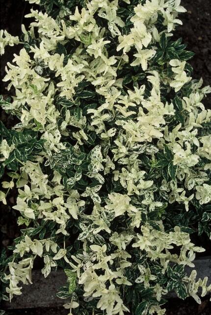 Kriechspindel – Euonymus fortunei 'Harlequin' – ↕10-25 cm – Ø9 cm – 60 Pflanzen – Buntlaubiger Bodendecker – Winterhart & pflegeleicht – Sonne & Schatten