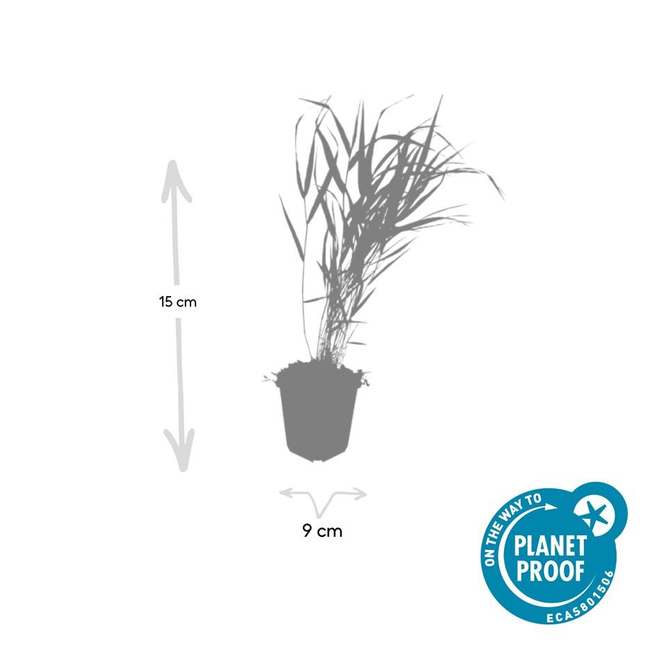 Japan-Zwergschilf - Hakonechloa macra - ↕10-25cm - Ø9cm - 60 Pflanzen - Pflegeleicht & winterhart