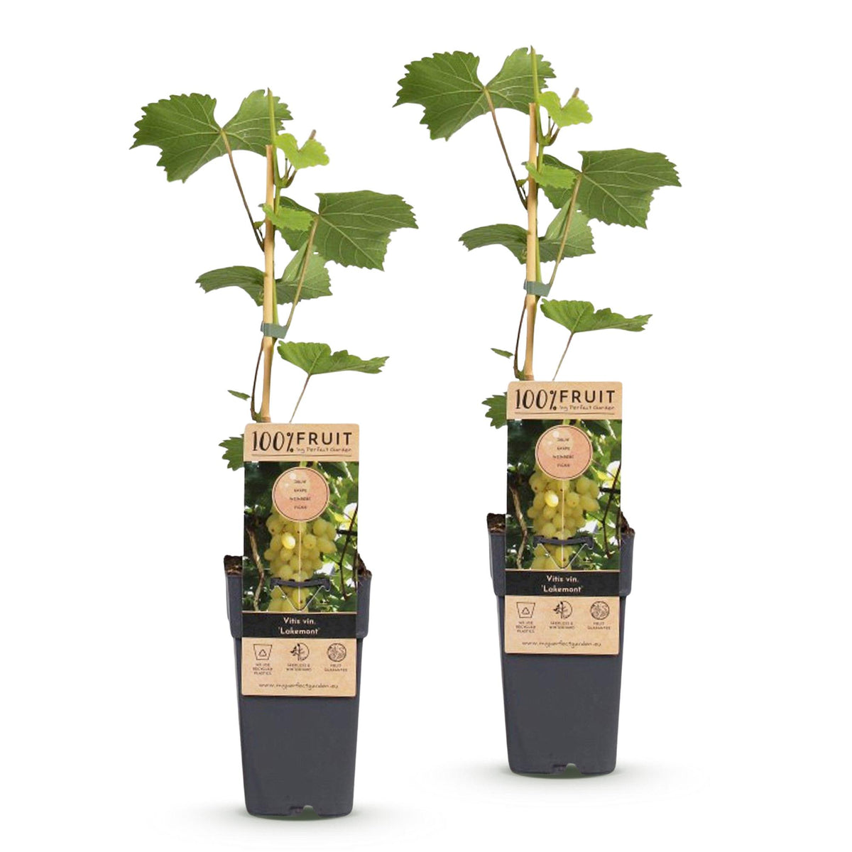 Green boutiQ - Fruit plant - Vitis vinifera Lakemont - Grape plant - Winter hardy - Golden Yellow Grape - 2 Plants - Pot 15cm - Height 50cm 