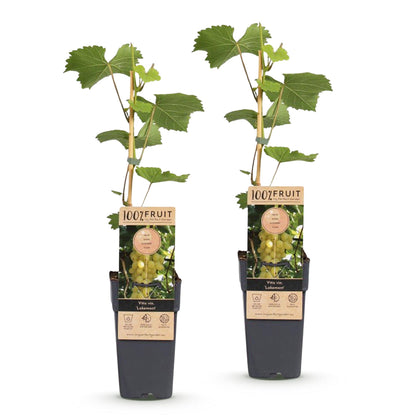 Green boutiQ - Fruit plant - Vitis vinifera Lakemont - Grape plant - Winter hardy - Golden Yellow Grape - 2 Plants - Pot 15cm - Height 50cm 