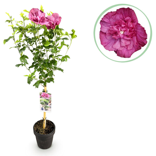 Hibiscus syriacus Magenta Chiffon – Blühende Stamm-Pflanze mit magentafarbenen Blüten – Laubabwerfend & pflegeleicht – Topf Ø19 cm – Höhe ca. 90 cm – Für Terrasse & Balkon 