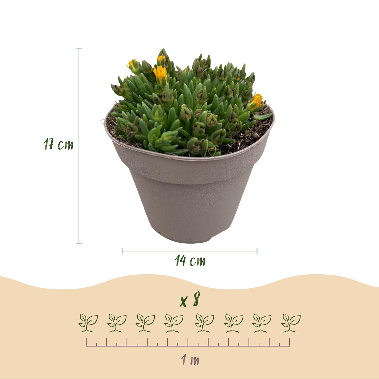 GreenboutiQ - Bodendecker - Winterhart - Delosperma - 8 Pflanzen - Farben Rot - Gelb - Lila - Rosa - Wenig Pflege - Topf 14cm Höhe 17cm 