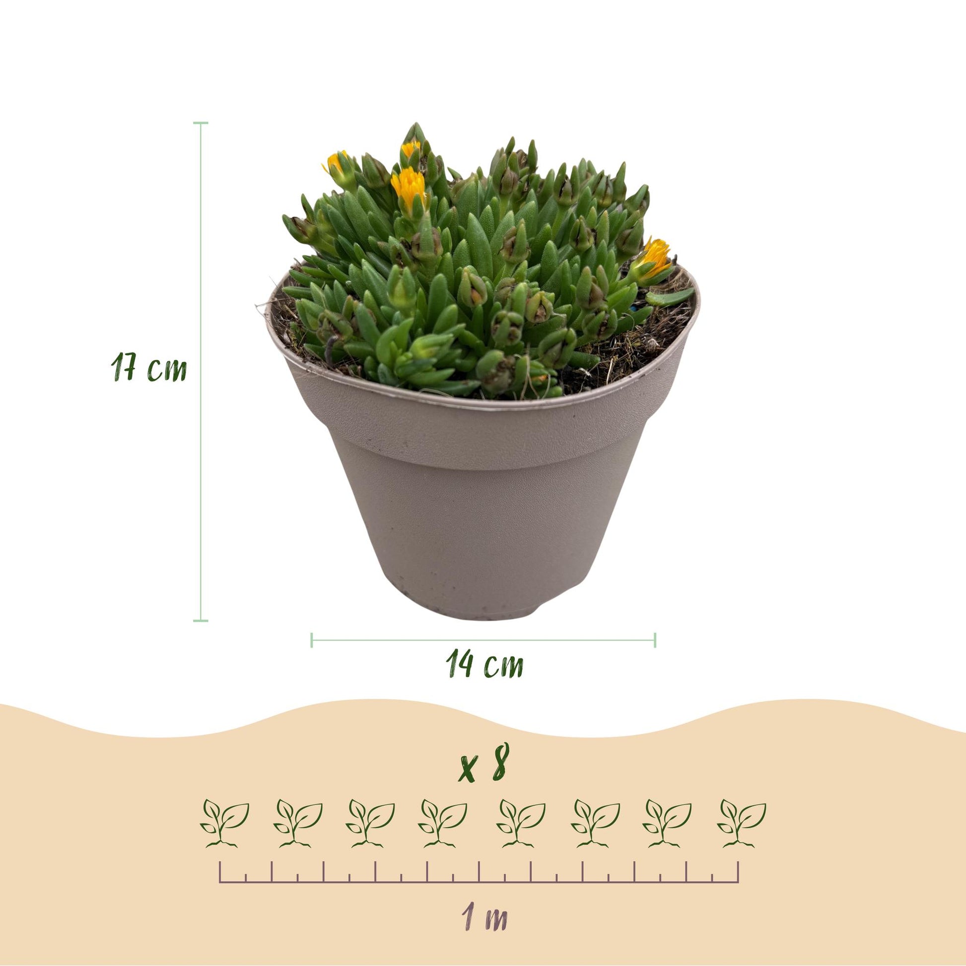 GreenboutiQ - Bodendecker - Winterhart - Delosperma - 8 Pflanzen - Farben Rot - Gelb - Lila - Rosa - Wenig Pflege - Topf 14cm Höhe 17cm 